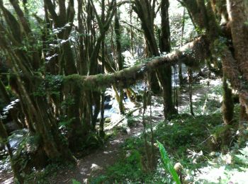 Trail Walking Asque - 2019-06-26 vallée de l'Arrose - petite Amazonie - baronie - Photo