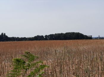 Randonnée Marche Médréac - GR_37_CA_35_Medreac_Montauban-Bretagne_20220717 - Photo