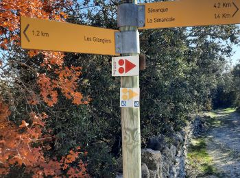 Tour Wandern Cabrières-d'Avignon - carrières moulin rupestre gordes - Photo