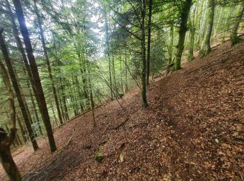 Trail Walking Kirchberg - mp kirchberg 2022 - Photo