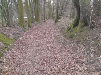 Randonnée Marche Libin - parcours de 10km. Reconnaissance des différents parcours de la marche ADEPS Points Verts à  Villance. - Photo