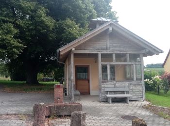 Tour Zu Fuß Neckargerach - Rundwanderweg 54: Hohwald-Weg - Photo