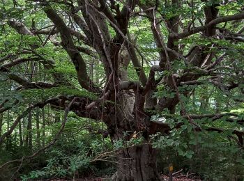 Randonnée Marche Allons - Rando de l'arbre remarquable  - Photo