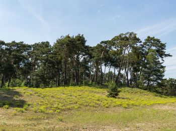 Percorso A piedi Viernheim - Rundwanderweg Viernheim Lampertheimer Straße 2: Wildbrandschneisen-Weg - Photo