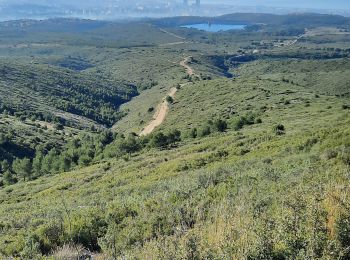 Trail Walking Marseille - de palama à  l étoile de Daniel  - Photo