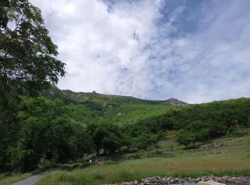 Tour Wandern Valgorge - Le Tanargue - Photo