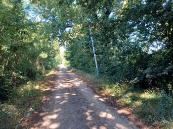 Trail Walking Avignon - 2024-08-24 Barthelasse - grand  bosquet - Photo