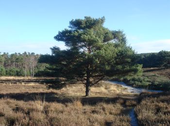 Tocht Te voet Heerlen - Brunssummer Heide Donkergroene route - Photo