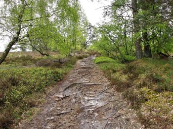 Excursión A pie Neu Wulmstorf - Wander-Tour Wulmstorfer Heide - Photo