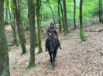 Trail Horseback riding Bastogne - Livarchamps - Surre (LU) 29 août 2021 - Photo