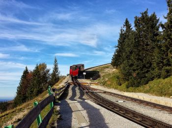 Tour Zu Fuß Sankt Gilgen - Schafbergweg - Photo