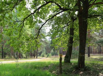 Tocht Te voet Byhleguhre-Byhlen - Wanderweg Byhleguhrer See-Byhleguhre-Bismarkturm-Burg - Photo