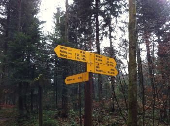 Trail On foot Rothrist - Rothrist - Vordemwald - Photo