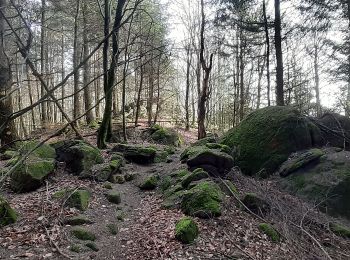 Percorso A piedi Wald-Michelbach - Rundwanderweg Wald-Michelbach 5: Höhenwanderweg Tromm - Photo