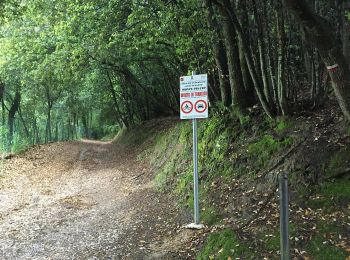 Trail On foot Lucca - 