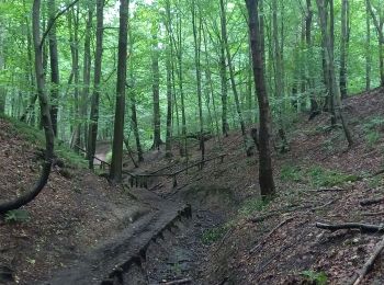 Trail Walking Watermael-Boitsfort - Watermaal-Bosvoorde - 2020.09.30.P - Photo