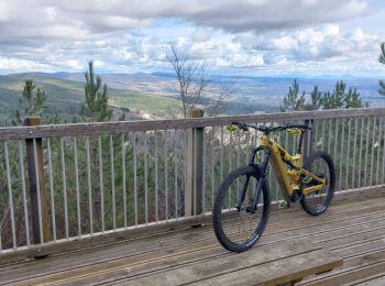 Trail Mountain bike Bédoin - Randuro sous les sapins blancs - Photo