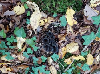 Trail Walking Véronnes - Sortie champignons 17-10-22 - Photo
