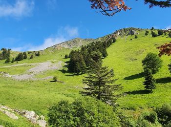 Randonnée Marche Ferrère - montagne d'Areng depuis la piste forestière après Férrères - Photo