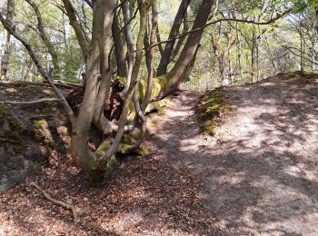 Tocht Stappen Belœil - bois stambruges - Photo