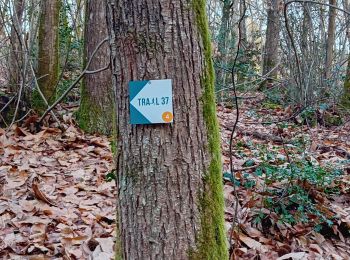 Trail Walking Bourgueil - Bourgueil dont trail (4) 10 km - Photo