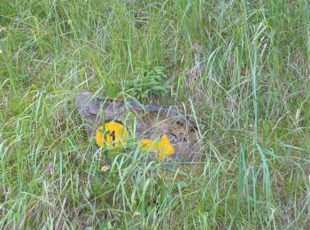 Tocht Stappen Aymavilles - pineta-turpin-ozein - Photo