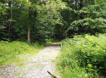 Trail Walking Seraing - Famelette Roches aux faucons Beauregard - Photo