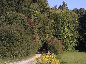 Trail On foot Auerbach in der Oberpfalz - Neuhaus-Rundwanderweg No.2 - Photo