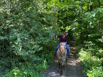 Trail Horseback riding Beaufort - C3A - Photo
