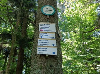 Trail Walking Hunawihr - Dans les forêts de Hunawir et Riquewihr  - Photo