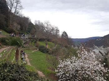 Tocht Stappen Onbekend - waha centre ville - auberge de jeunesse  - Photo