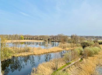 Tocht Stappen Zonhoven - De Wijers: Platwijers - Wijvenheide - Heidestrand (oranje) - Photo