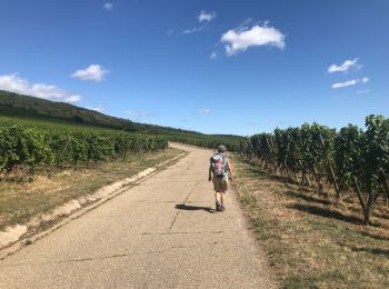 Randonnée Marche Ribeauvillé - 67 Riquewihr vignobles réel  26 août 2020 - Photo