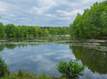 Randonnée A pied Schwielochsee - Rundwanderweg Großer Mochowsee - Photo