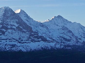 Tocht Te voet Grindelwald - First - Bachalpsee - Fauhlhorn - Schynige Platte - Photo