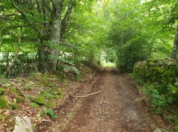 Tocht Stappen Saint-Merd-les-Oussines - RA2020 MIV Tour Tourbière Loigeroux - Photo