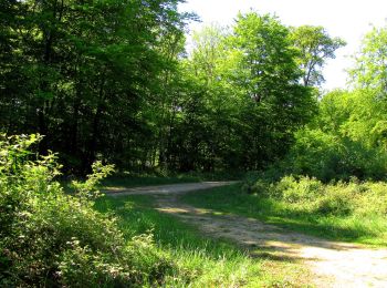 Trail Walking Trosly-Breuil - en forêt de Compiègne_28_les Tournantes sur le Mont Saint-Mard et sur le Mont Collet - Photo