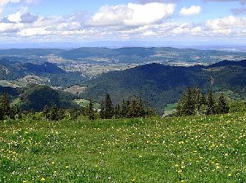 Randonnée A pied Beinwil (SO) - Vorder Erzberg - Zingelen - Photo