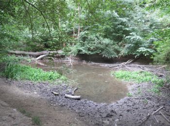 Tocht Te voet Königslutter am Elm - Elm Rundwanderweg 22 - Photo