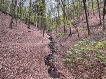 Trail Walking Heimbach - Schwammenauel - Rurberg - Photo