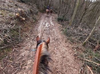 Trail Horseback riding Saint-Germain-au-Mont-d'Or - confirme avec Karine  - Photo