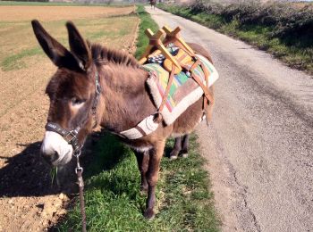 Trail Donkey back riding Livron-sur-Drôme - Abiche toundra - Photo