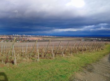 Randonnée Marche Wettolsheim - wettolsheim À travers vignes  - Photo