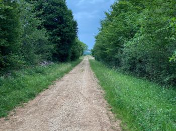 Trail Walking Montcey - Montcey - Photo