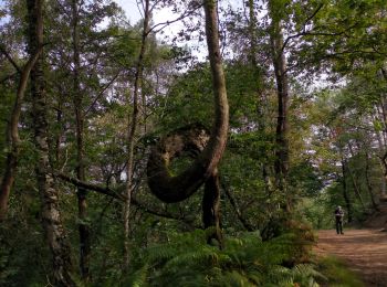 Excursión Senderismo Béganne - 230 - Rando Cado - Photo