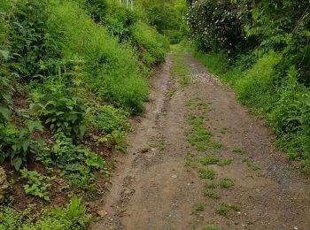 Tour Wandern Tokey - Tokaj - Photo