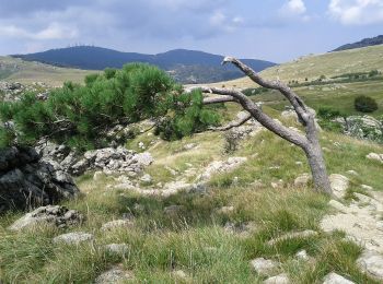 Percorso A piedi Sassello - Anello Sentiero Natura Torbiera del Laione - Photo