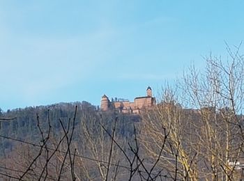 Tour Wandern Sankt Pilt - St Hippolyte - Bergheim - château Reichenberg - Photo