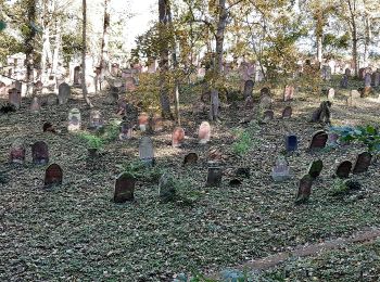 Percorso A piedi Hemsbach - Rundwanderweg Hemsbach Schaumesklingen 1: Kreuzberg-Weg - Photo