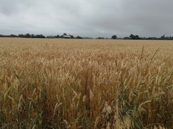 Randonnée Marche Mesnil-en-Ouche - Autour de Granchain - Photo